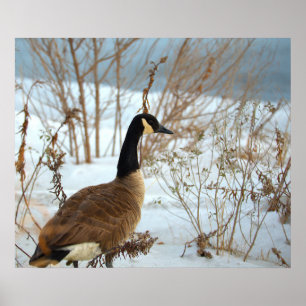 Canada Gans in Sneeuw Poster