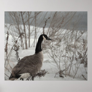 Canada Gans in Sneeuw Poster