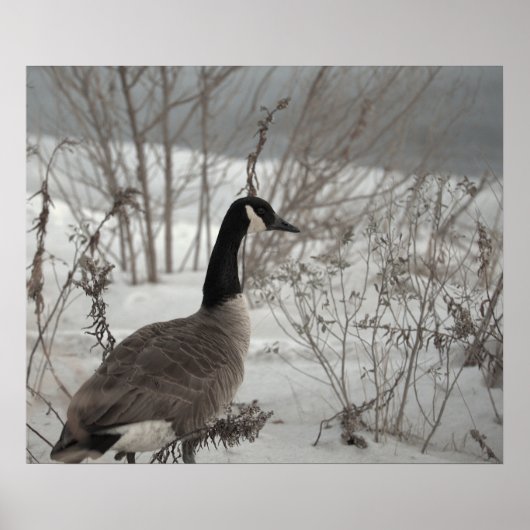 Canada Gans in Sneeuw Poster (Voorkant)
