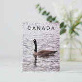 Canada Gans op Lake Briefkaart (Staand voorkant)