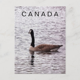 Canada Gans op Lake Briefkaart