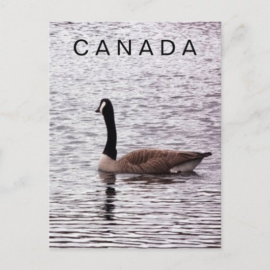 Canada Gans op Lake Briefkaart (Voorkant)