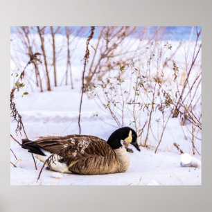 Canada Gans Poster in Sneeuw