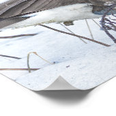 Canada Gans Poster in Sneeuw (Hoek)