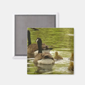 Canada Ganzen en Goslings Magnet (Voorkant / Achterkant)