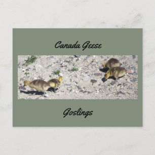 Canada Ganzen Kuikens Ansichtkaart Briefkaart