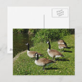 Canada Ganzen naast Roath Park Lake, Cardiff. Briefkaart (Voorkant / Achterkant)