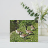 Canada Ganzen naast Roath Park Lake, Cardiff. Briefkaart (Staand voorkant)