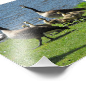 Canada ganzen op de gras door het water foto afdruk (Hoek)