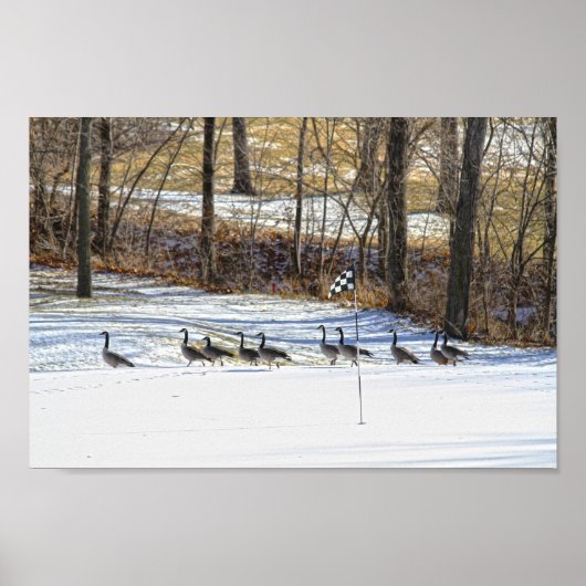 Canada Ganzen op een met sneeuw bedekte golfbaan Poster (Voorkant)
