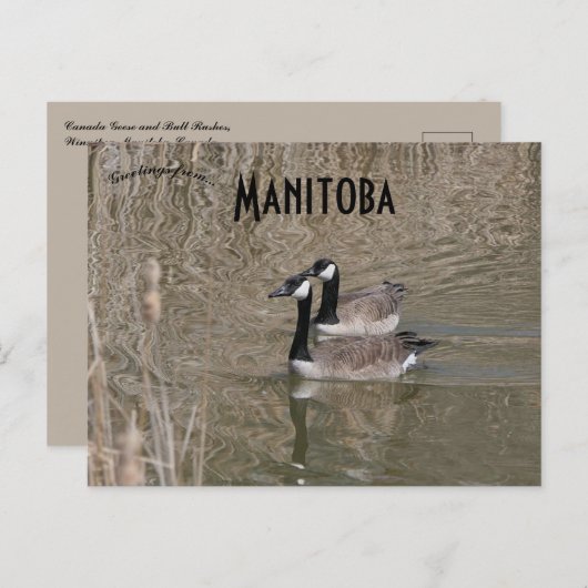 Canada Gees en Bull Rushes Winnipeg Manitoba Briefkaart (Voorkant / Achterkant)