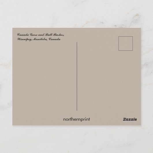 Canada Gees en Bull Rushes Winnipeg Manitoba Briefkaart (Achterkant)