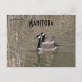 Canada Gees en Bull Rushes Winnipeg Manitoba Briefkaart (Voorkant)
