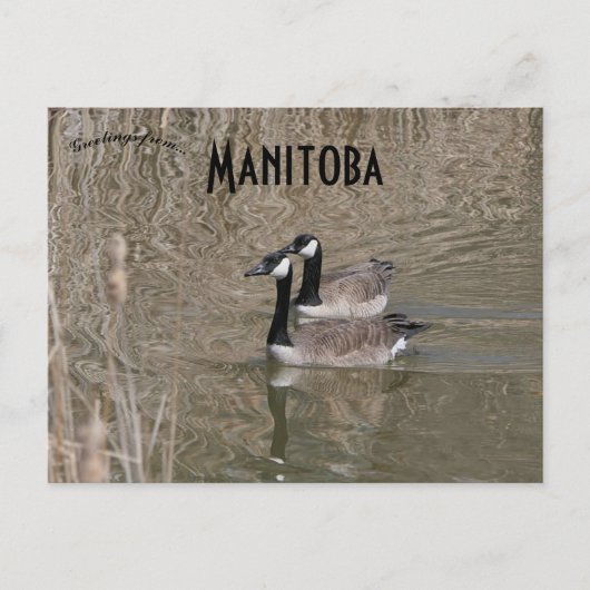Canada Gees en Bull Rushes Winnipeg Manitoba Briefkaart (Voorkant)