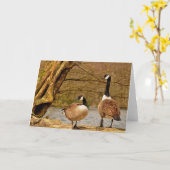 canada geese002 kaart (Gele Bloem)