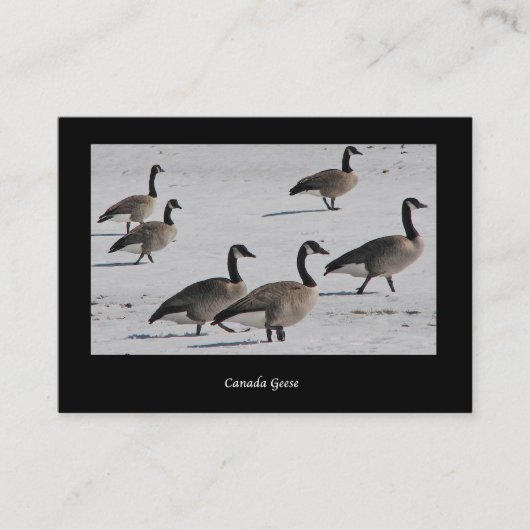 Canada Geese ATC Visitekaartje (Voorkant)