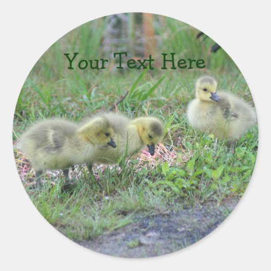 Canada Geese Babies Natuur Fotosticker Ronde Sticker (Voorkant)