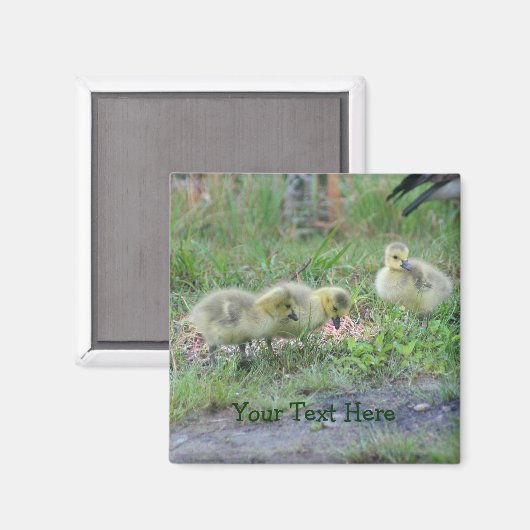Canada Geese Babies Natuur Photo Magnet (Voorkant / Achterkant)