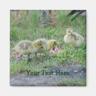 Canada Geese Babies Natuur Photo Magnet
