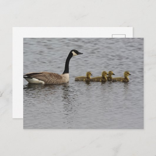 Canada Geese Briefkaart (Voorkant / Achterkant)
