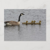 Canada Geese Briefkaart (Voorkant)