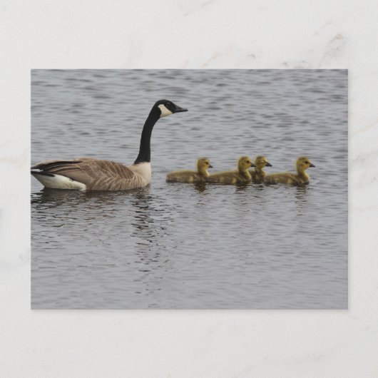 Canada Geese Briefkaart (Voorkant)