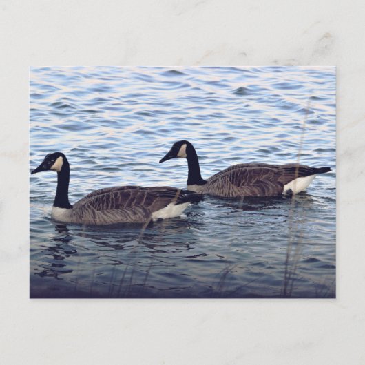 Canada Geese Briefkaart (Voorkant)