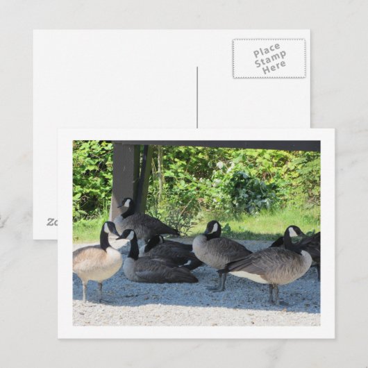 Canada Geese Briefkaart (Voorkant / Achterkant)