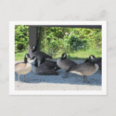 Canada Geese Briefkaart (Voorkant)