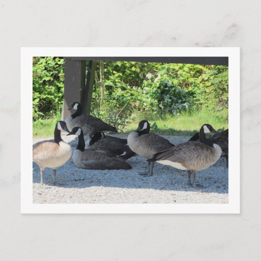 Canada Geese Briefkaart (Voorkant)