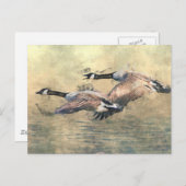 Canada Geese Briefkaart (Voorkant / Achterkant)