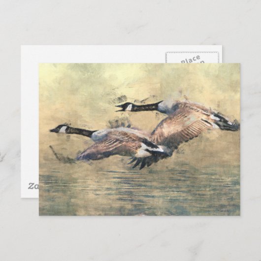 Canada Geese Briefkaart (Voorkant / Achterkant)