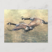 Canada Geese Briefkaart (Voorkant)