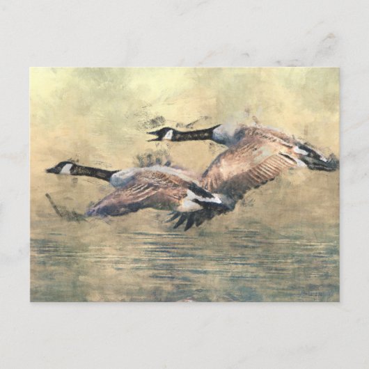 Canada Geese Briefkaart (Voorkant)