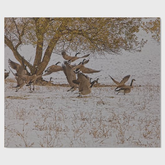 CANADA GEESE CADEAUPAPIER (Vlak)