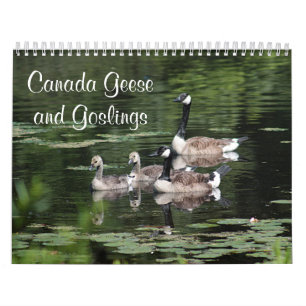 Canada Geese en Goslings Kalender
