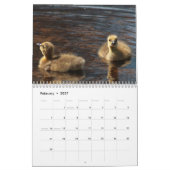 Canada Geese en Goslings Kalender (Feb 2027)