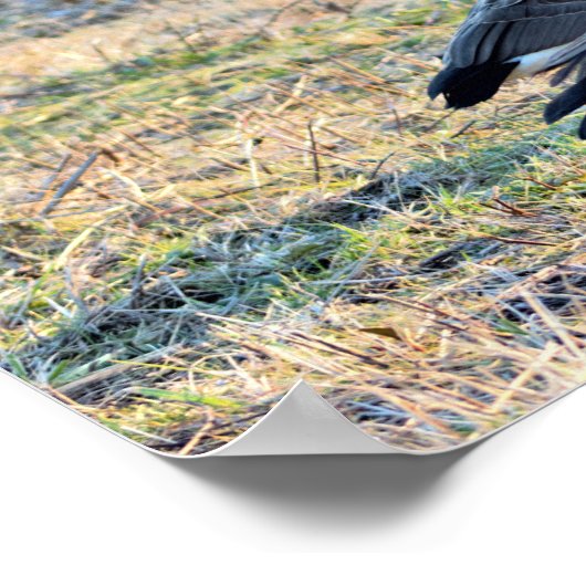 Canada Geese Foto Poster (Hoek)