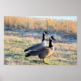 Canada Geese Foto Poster