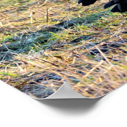 Canada Geese Foto Poster (Hoek)