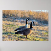 Canada Geese Foto Poster (Voorkant)