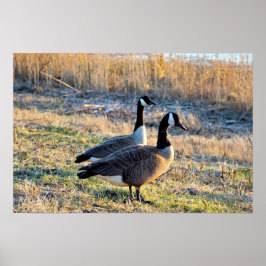 Canada Geese Foto Poster