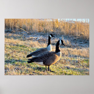 Canada Geese Foto Poster
