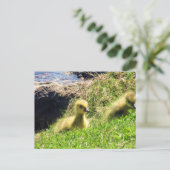 Canada Geese Goslings-verkenningsomgeving Briefkaart (Staand voorkant)