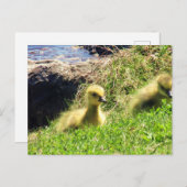 Canada Geese Goslings-verkenningsomgeving Briefkaart (Voorkant / Achterkant)