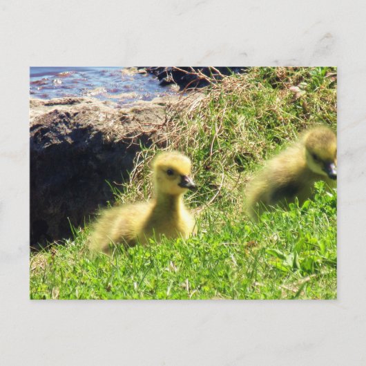 Canada Geese Goslings-verkenningsomgeving Briefkaart (Voorkant)