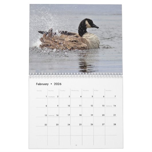 Canada Geese Kalender (Feb 2026)