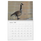 Canada Geese Kalender (Jan 2027)