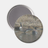 Canada Geese Magnet (Voorkant / Achterkant)