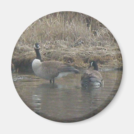 Canada Geese Magnet (Voorkant)